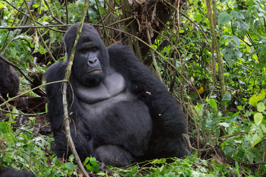 0802-Mountain_Gorilla_Humba_family_–_Virunga_National_Park_30-900x600.jpg