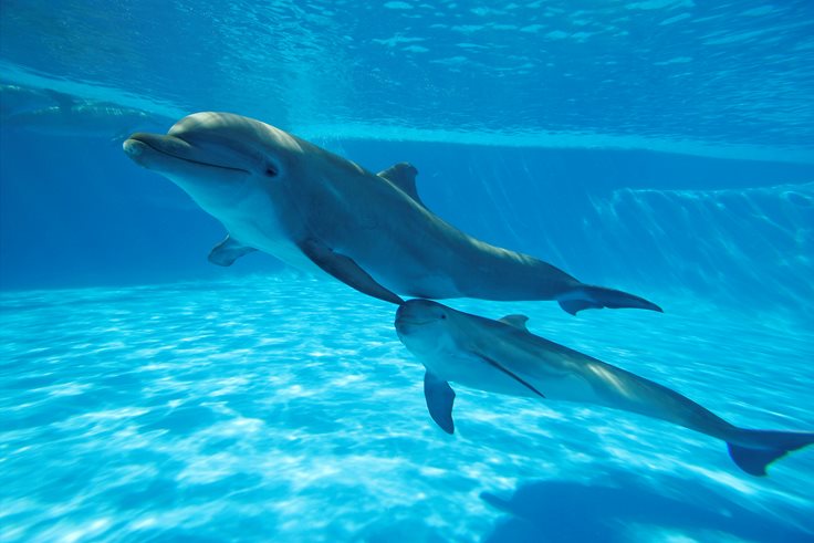 amazing-dolphin-fact.jpg