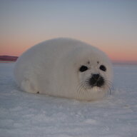 BlanchonUltime